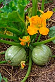 Zucchini fruits with flowers, Provence, France