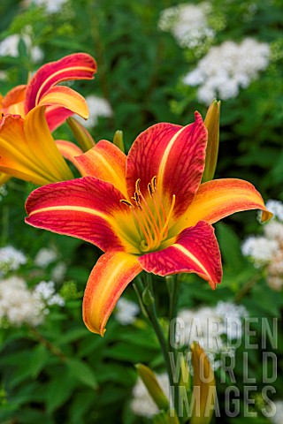 Hemerocallis