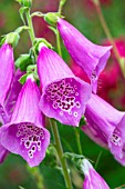 Digitalis purpurea