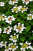 Hydrangea Lanarth White