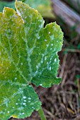 Powdery mildew on leaves of Cucurbita, Provence, France