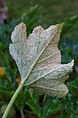 Powdery mildew on leaves of Cucurbita, Provence, France