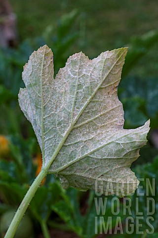 Powdery_mildew_on_leaves_of_Cucurbita_Provence_France