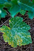 Powdery mildew on leaves of Cucurbita, Provence, France