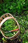 Harvesting mesclun salad mix, Provence, France