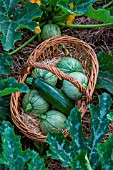 Various Zucchini in a basket in a Vegetable Garden, Provence, France