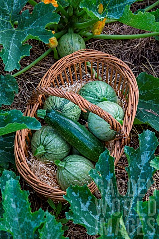 Various_Zucchini_in_a_basket_in_a_Vegetable_Garden_Provence_France