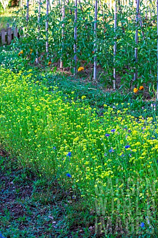 Bed_of_Sinapis_alba_White_Mustard_used_as_green_manure_in_a_kitchen_garden_Provence_France