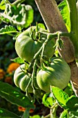 Unripe tomato Saint Pierre, Provence, France