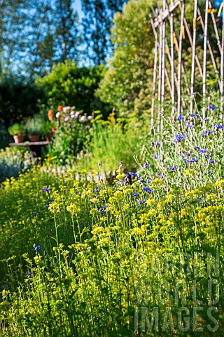 Sinapis_alba_White_Mustard_used_as_green_manure_in_a_kitchen_garden_Provence_France