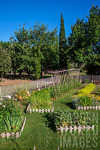 White_mustard_Square_foot_kitchen_garden_Tomato_on_stakes_Dahlias_cactus_Provence_France