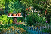 Flower bed and herbs in pot displaying on a table made of a dead tree, Provence, France