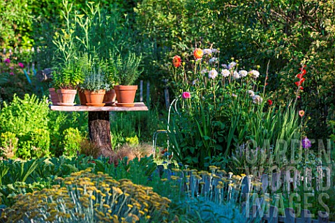 Flower_bed_and_herbs_in_pot_displaying_on_a_table_made_of_a_dead_tree_Provence_France
