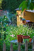 Sprinkler irrigation and shed in Vegetable Garden, Provence France