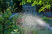 Sprinkler irrigation in the Vegetable Garden, Provence, France
