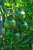 Unripe tomato Cobra, Provence, France