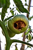 Blossom end rot on Tomato, Provence, France