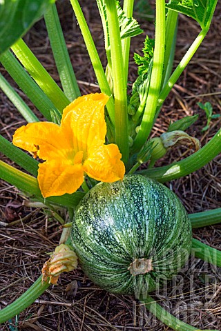 Zucchini_with_male_flower_Provence_France