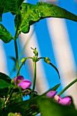 Flowers and pods of Green Bean, Vegetable Garden Provence, France