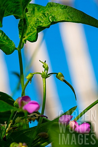 Flowers_and_pods_of_Green_Bean_Vegetable_Garden_Provence_France