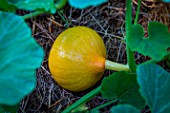 Squash Bushfire in a Vegetable Garden, Provence, France