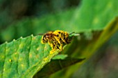 Honey bee covered with pollen, Provence, France