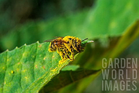 Honey_bee_covered_with_pollen_Provence_France