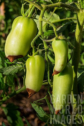 Blossom_end_rot_on_Tomato_Cornue_des_Andes_Provence_France