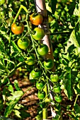 Unripe cherry tomato Supersweet 100, Provence, France