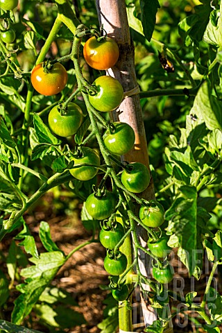 Unripe_cherry_tomato_Supersweet_100_Provence_France