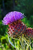 Flower of Cynara cardunculus (cardoon), Provence, France