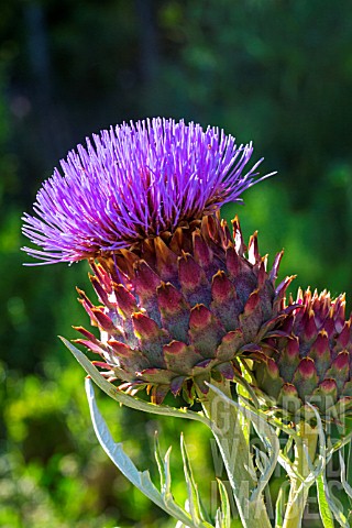 Flower_of_Cynara_cardunculus_cardoon_Provence_France