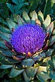 Flower of Cynara scolymus (Globe artichoke), Provence, France