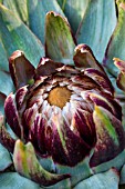 Flower of Cynara scolymus (Globe artichoke), Provence, France