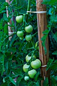 Unripe tomato Paola, Provence, France