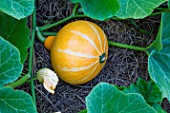 Squash Bushfire in a Vegetable Garden, Provence, France