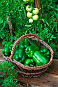 Freshly picked green sweet peppers, Provence, France