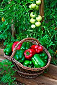 Freshly picked green and red sweet peppers, Provence, France