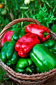 Freshly picked green and red sweet peppers, Provence, France