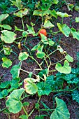 Powdery mildew on leaves of Potimarron Squash, Provence, France