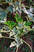 Powdery mildew on leaves of Cucurbita, Provence, France