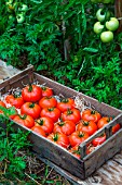 Tray of tomato Celesteen, Provence, France