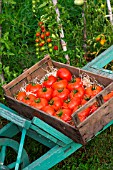 Tray of tomato Celesteen, Provence, France