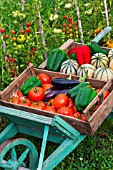 Summer harvest of fruits and vegetables on a wheelbarrow, Provence, France