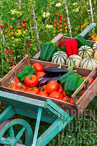 Summer_harvest_of_fruits_and_vegetables_on_a_wheelbarrow_Provence_France