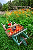 Summer harvest of fruits and vegetables on a wheelbarrow, Provence, France