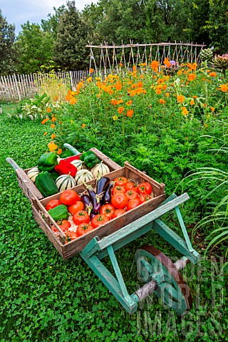 Summer_harvest_of_fruits_and_vegetables_on_a_wheelbarrow_Provence_France
