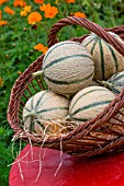 Freshly picked melons, Provence, France