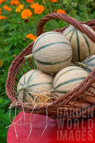 Freshly_picked_melons_Provence_France