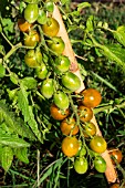 Cherry tomato Green Grape, Provence, France